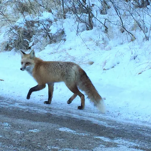 Red Fox