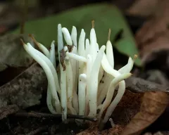 Fairy Fingers thumbnail 2