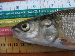 Round Whitefish thumbnail 3