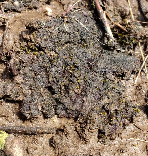 Bachman's Jelly Lichen