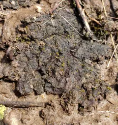 Bachman's Jelly Lichen thumbnail 1