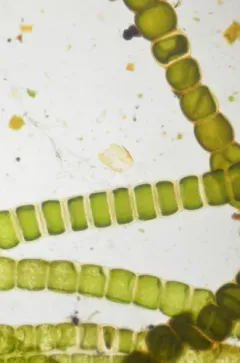 Urospora wormskioldii thumbnail 1