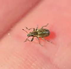 Alfalfa Curculio thumbnail 4