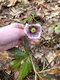 Lenten-rose thumbnail 4