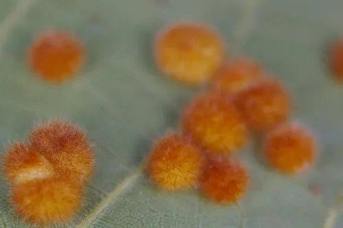 Hickory Purple Gumdrop Gall Midge