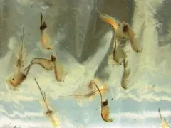 San Francisco Brine Shrimp thumbnail 2