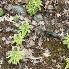Giant Butterbur thumbnail 2