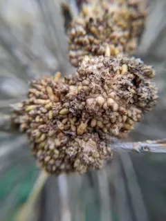Olive Knot thumbnail 2