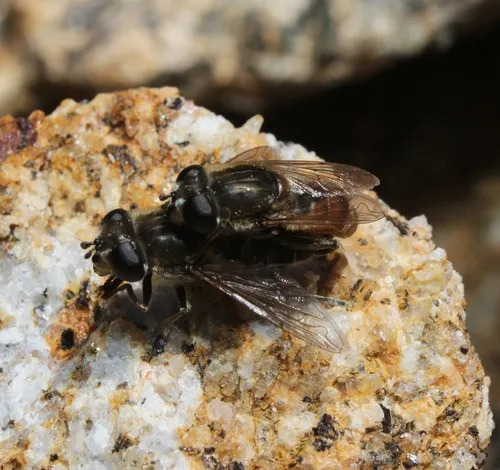 Common Sickleleg