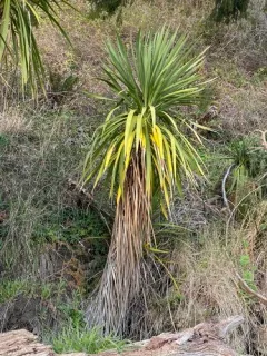 New Zealand cabbage tree thumbnail 4