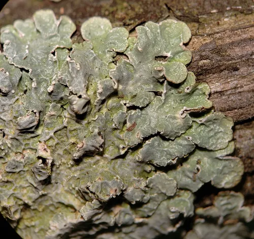 Powdered Speckleback Lichen