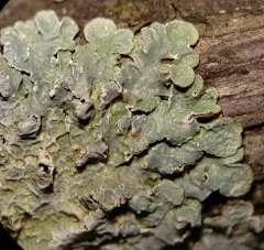 Powdered Speckleback Lichen thumbnail 1