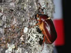 Forest-ogre June Beetle thumbnail 2