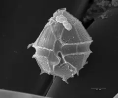 Parvodinium inconspicuum thumbnail 2
