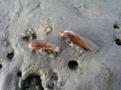 California Datemussel thumbnail 2