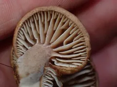 sticky sawgill thumbnail 4