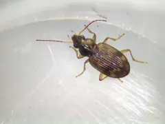 Bembidion variegatum thumbnail 4