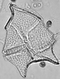 Peridinium limbatum thumbnail 1