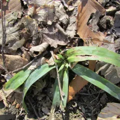 broad-leaved sedge thumbnail 4
