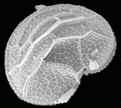 Peridinium willei