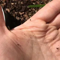 Minute Jumping Spider thumbnail 1