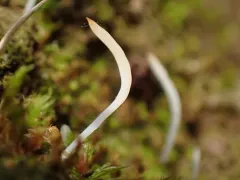 Club-wielding Crust Lichen thumbnail 4