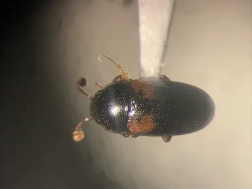 Dacne quadrimaculata