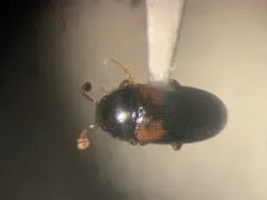 Dacne quadrimaculata thumbnail 1
