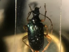 Pseudogaurotina abdominalis thumbnail 2