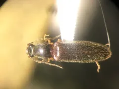 Prickly Click Beetle thumbnail 1