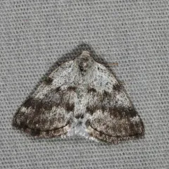 Bluish Spring Moth thumbnail 1