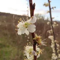 Plum thumbnail 4