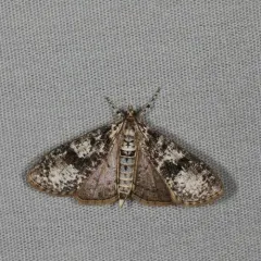 Splendid Palpita Moth thumbnail 4