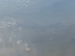 Grass Carp thumbnail 3