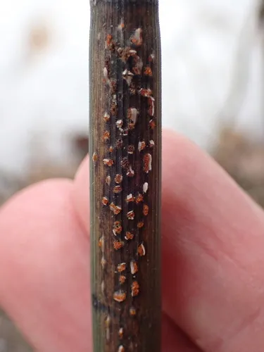 Stamnaria americana