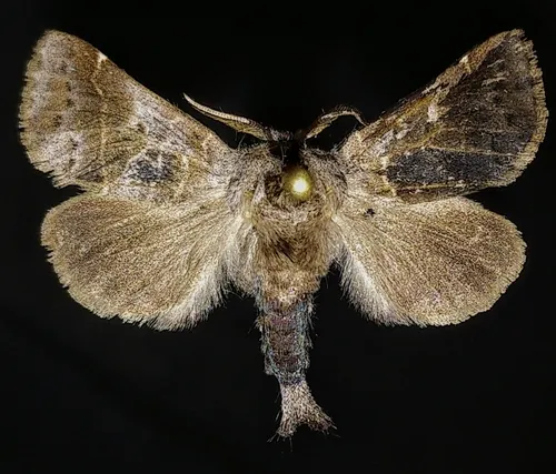 Bruce's Chocolate-tip Moth