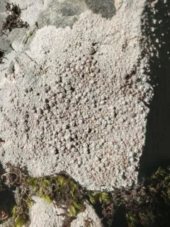 Coccotrema maritimum thumbnail 2