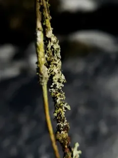 Powdered Honeycomb Lichen thumbnail 4