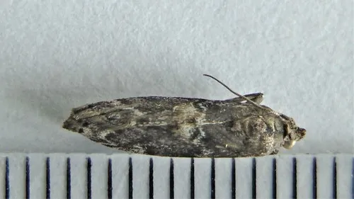 Salebriaria borealis