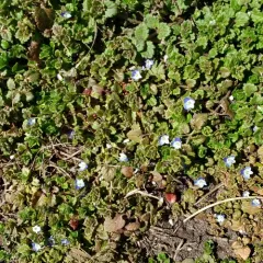 bird's-eye speedwell thumbnail 1