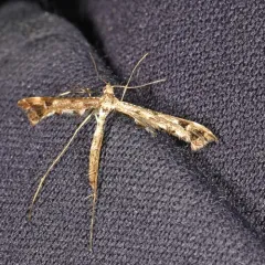 Geranium Plume Moth thumbnail 3