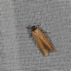Holcocera immaculella thumbnail 4
