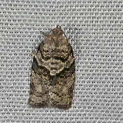 Gray Leafroller Moth thumbnail 3