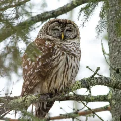 Barred Owl thumbnail 1
