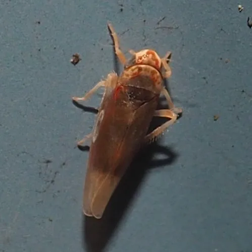 Erythridula abolla