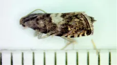 Blueberry Tip Borer Moth thumbnail 4