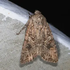 Nutmeg Moth thumbnail 2