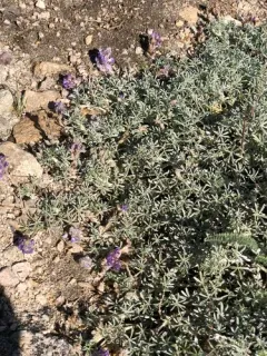 Brewer's Lupine thumbnail 3