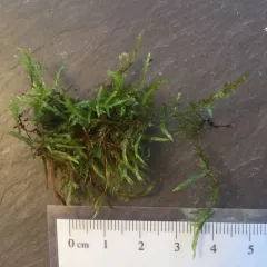 Beautiful Branch Moss thumbnail 1