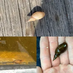 Walker's Pond Snail thumbnail 3